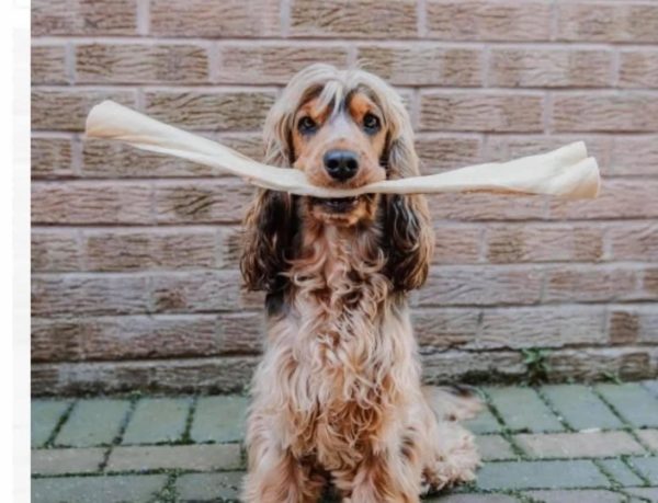Giant Buffalo stick
