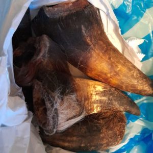 Cow Horns