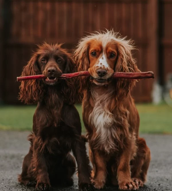 Anco naturals giant pizzle stick