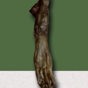 Hairless rabbit foot
