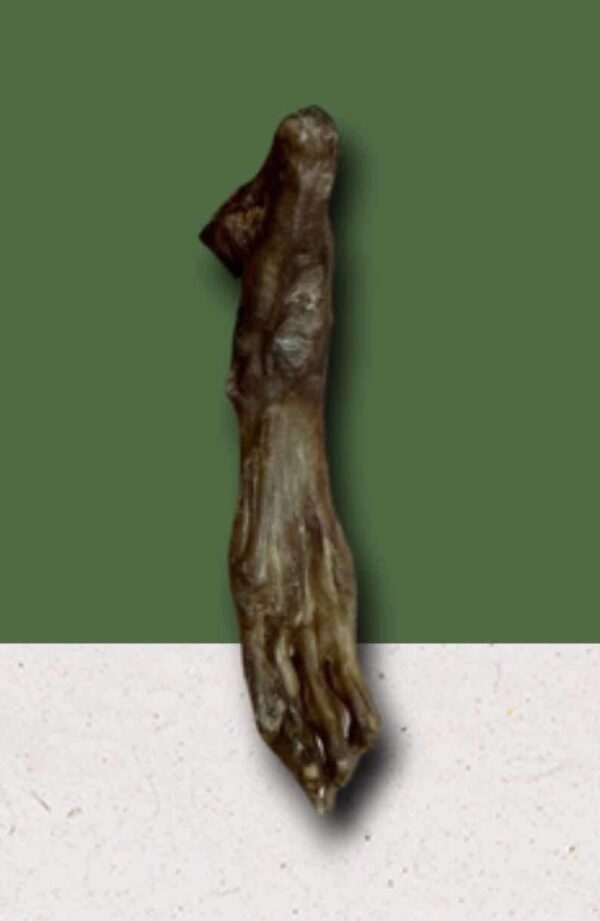 Hairless rabbit foot