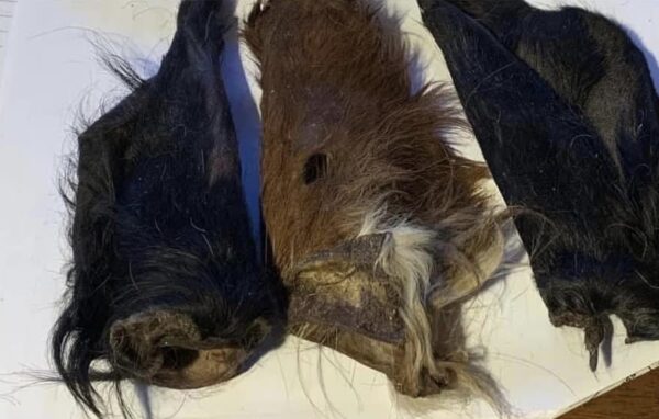 Hairy buffalo ears